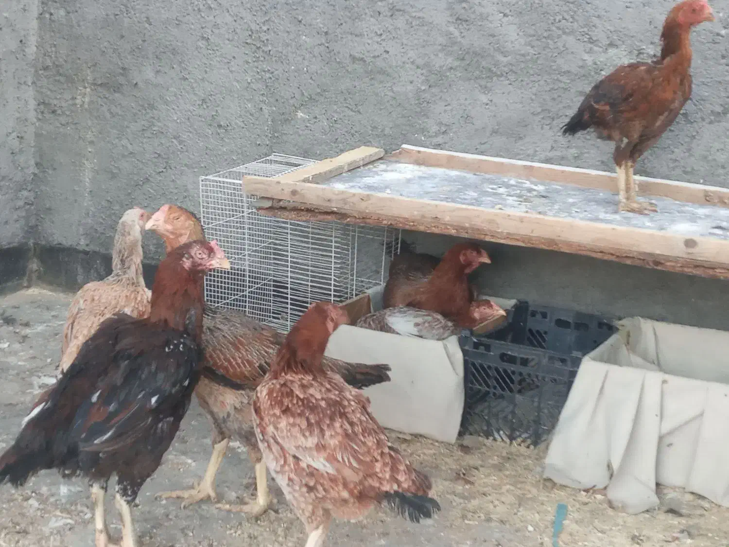 فروش و معاوضه مرغ خروسهای لاری اصیل|حیوانات مزرعه|مشهد, زیرکن|دیوار