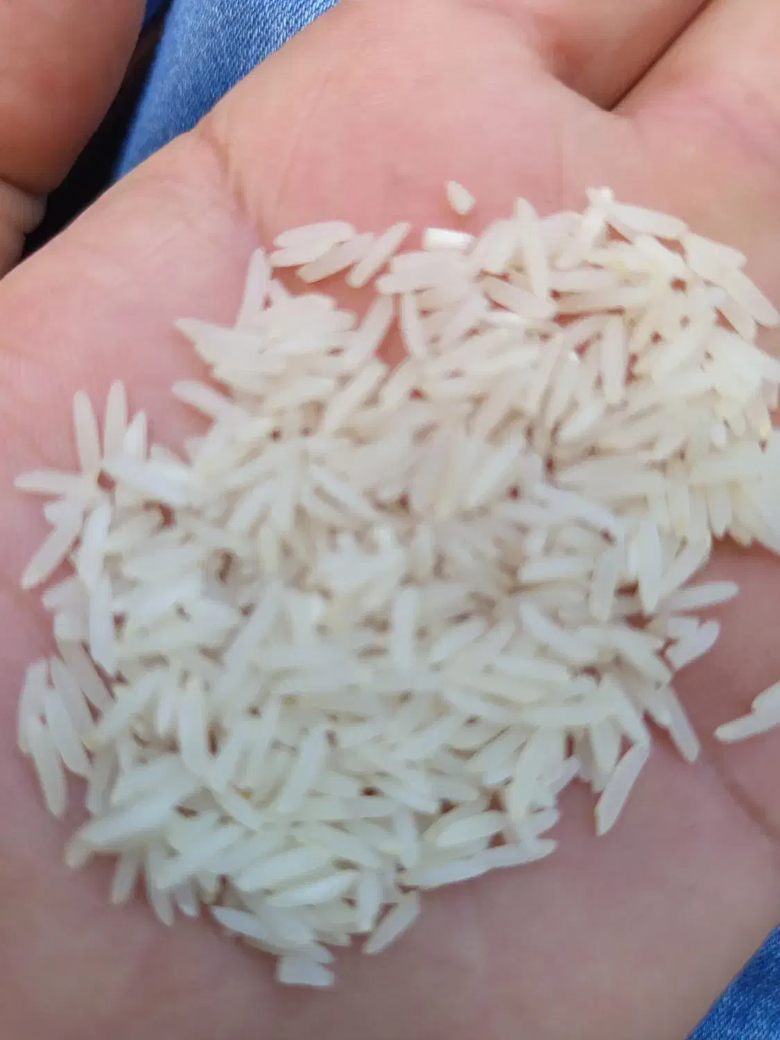 برنج طارم احمدی گرگان|خوردنی و آشامیدنی|گرگان, |دیوار