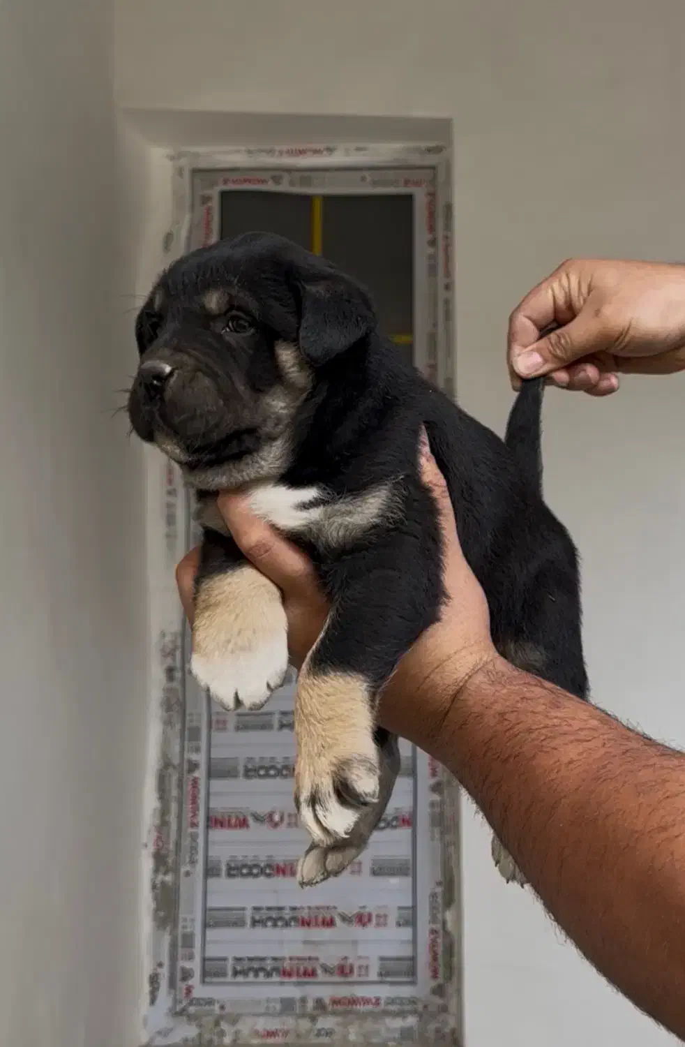 سگ پژدر|سگ|کرج, کمالشهر|دیوار