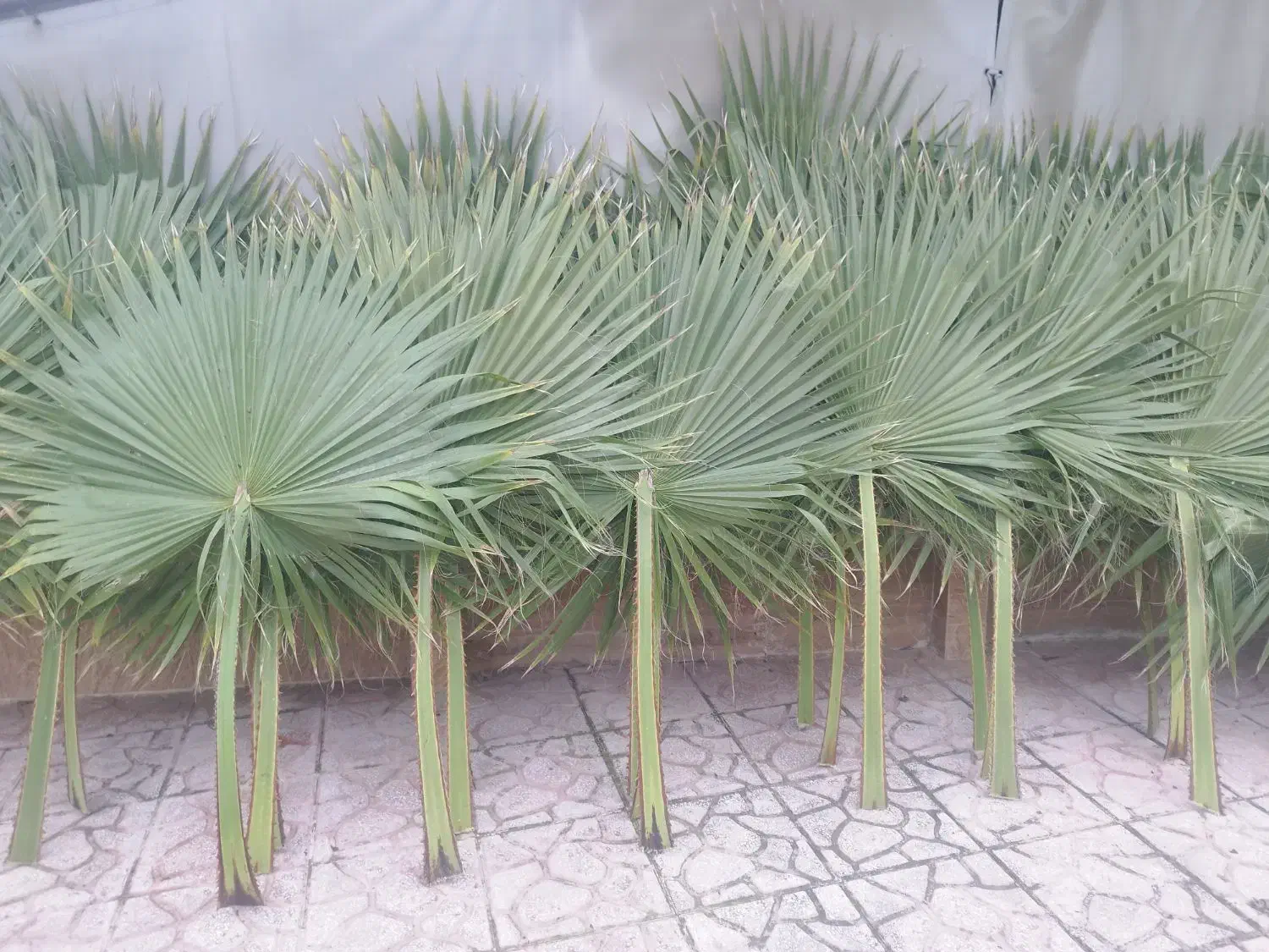 فروش برگ درخت پالم تازه و طبیعی|گل و گیاه طبیعی|شلمان, |دیوار