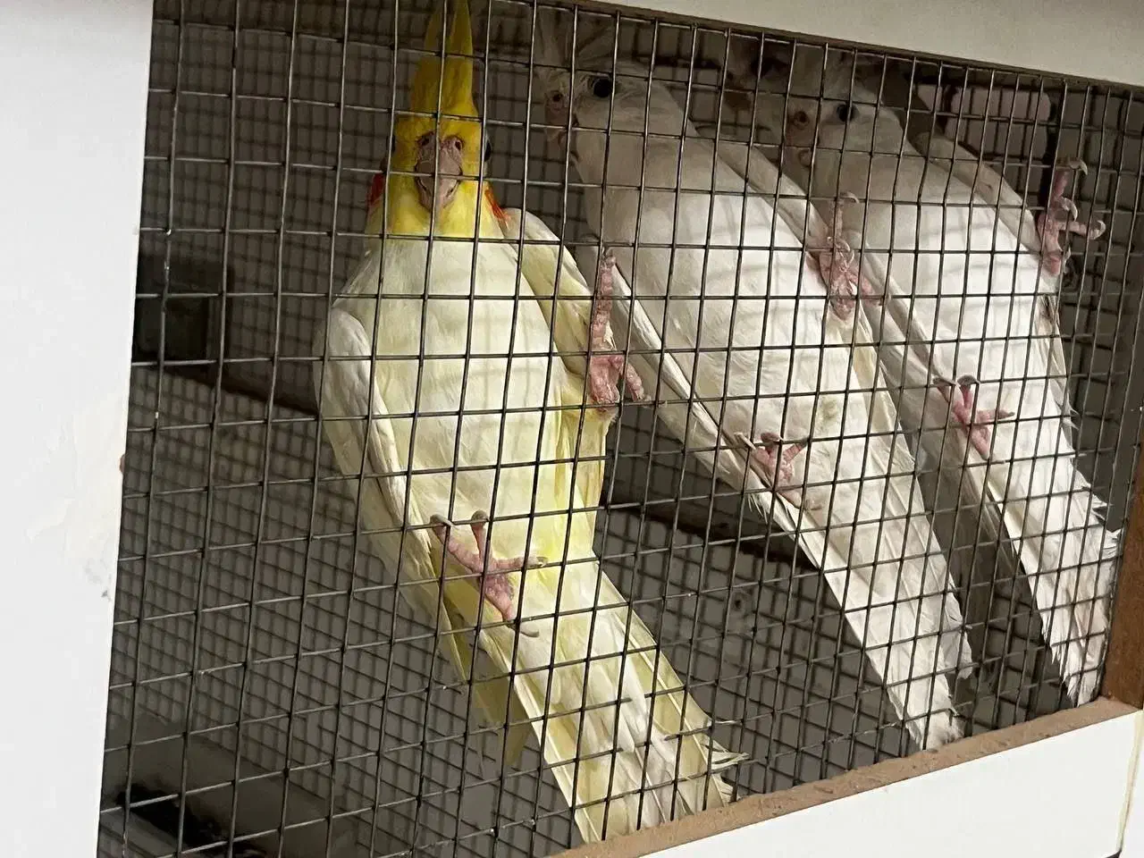 عروس البینو چشم شرابی|پرنده|بم, |دیوار