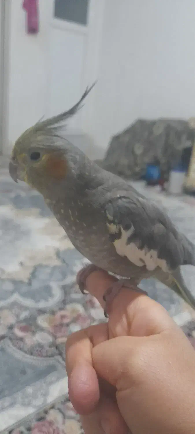 عروس هلندی|پرنده|بومهن, |دیوار