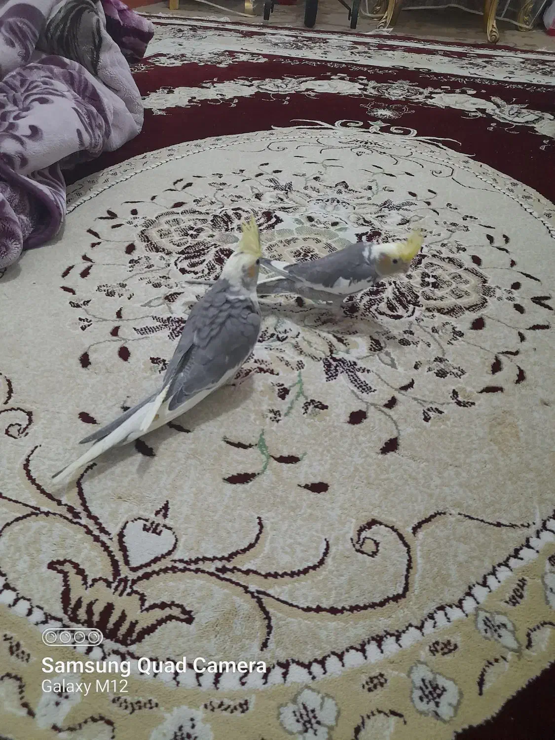 دو جفت عروس هلندی به شرط به همراه جوجه|پرنده|تربت جام, فاز ۱ فرهنگیان|دیوار