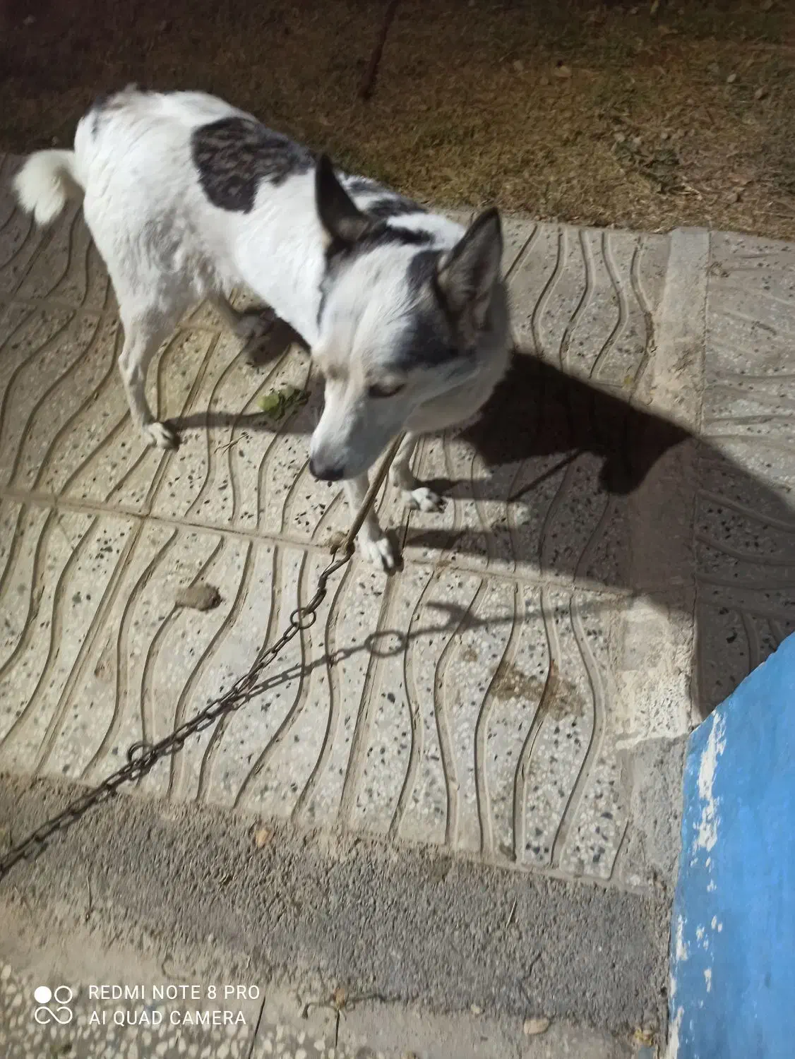 سگ گرگی|سگ|کهریزک, |دیوار