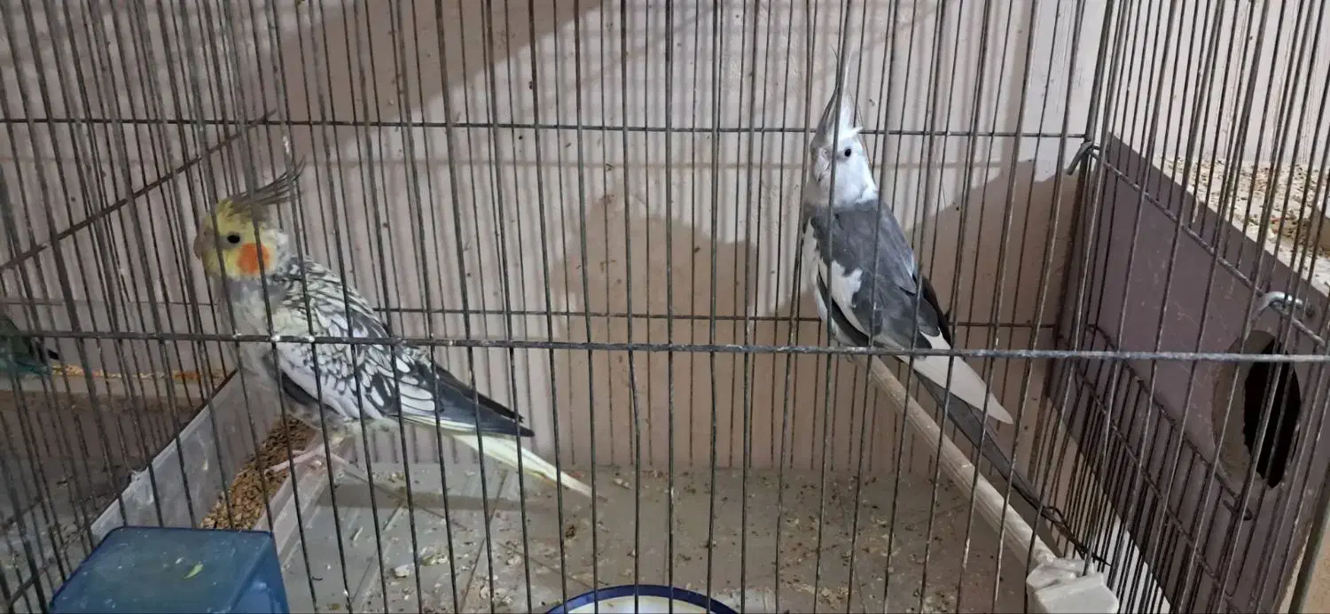 عروس هلندی جفت و یدون اهلی|پرنده|آذرشهر, |دیوار