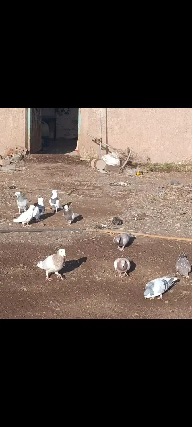 کفتر پرشی|پرنده|بوئین زهرا, |دیوار