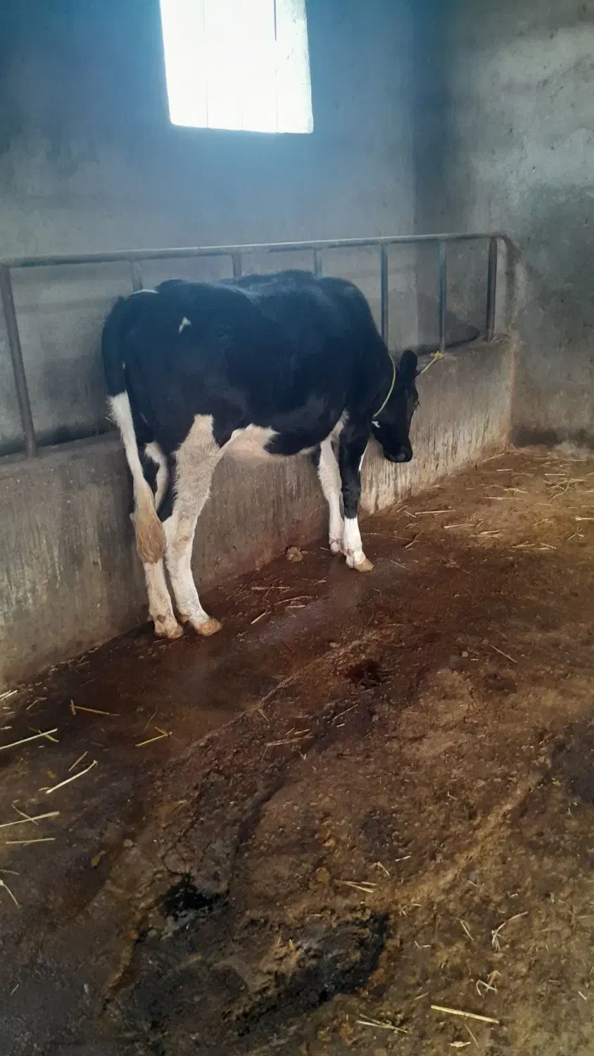 گوساله هلشتاین|حیوانات مزرعه|گنبد کاووس, |دیوار