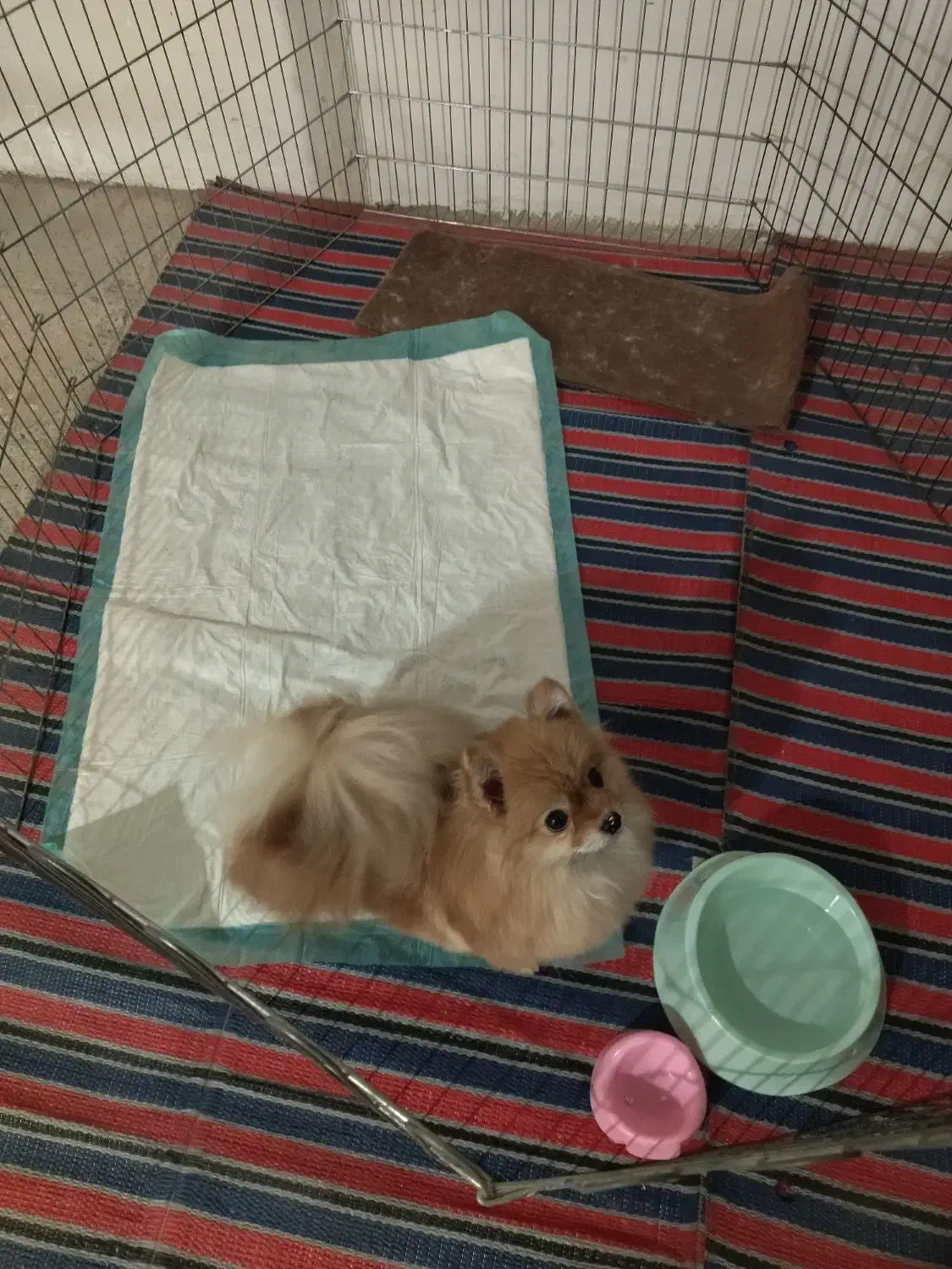 پامرین روباهی|سگ|قدس, شهرقدس|دیوار