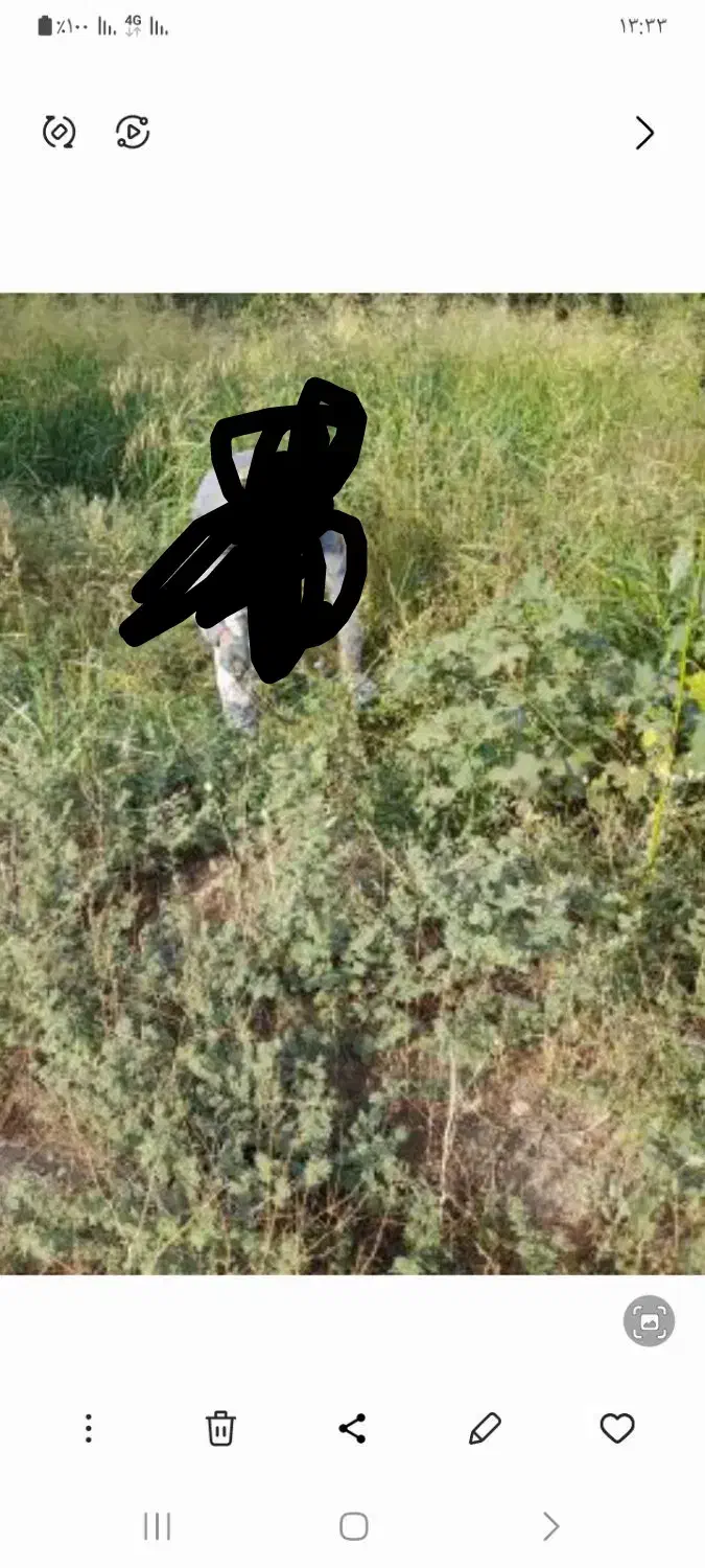 علوفه باغی تمیز|خدمات باغبانی و درختکاری|ساوه, |دیوار