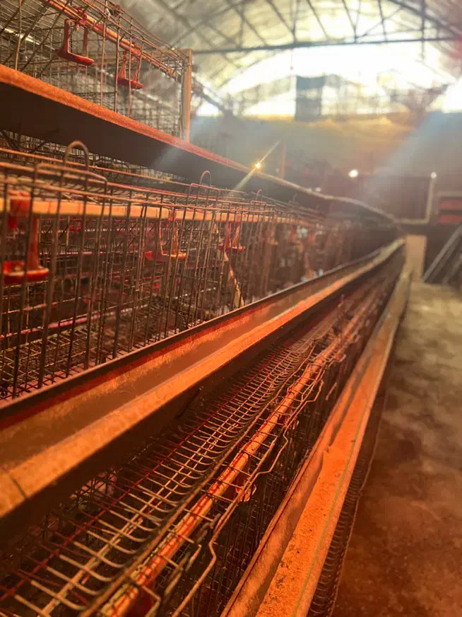 قفس منبری مرغ تخمگذار|لوازم جانبی حیوانات|ری, فیروزآباد|دیوار