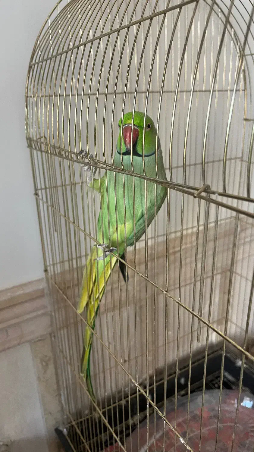 طوطی ملنگو|پرنده|میبد, |دیوار