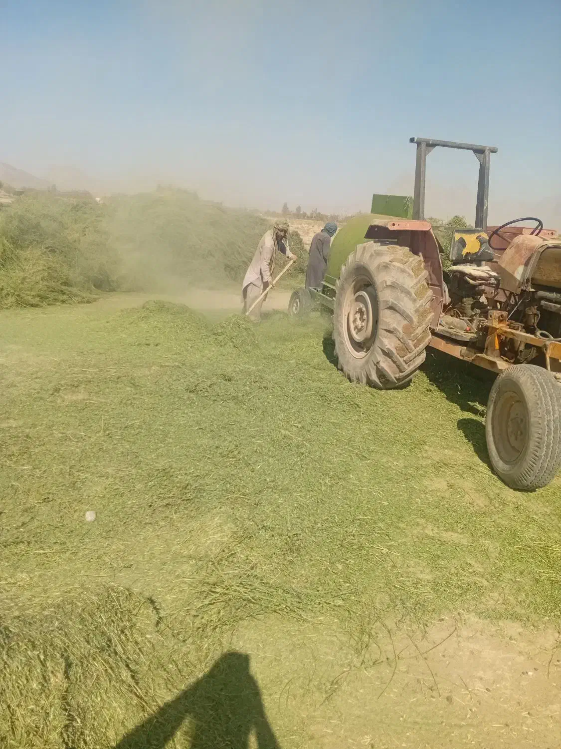 خوراک دام یونجه علف بیده خاش|حیوانات مزرعه|خمک, |دیوار