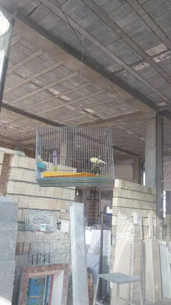 قناری نر مست|پرنده|داراب, |دیوار