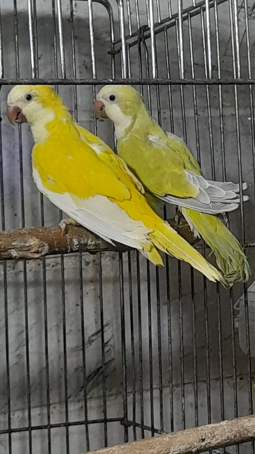 طوطی راهب|پرنده|ماسال, |دیوار