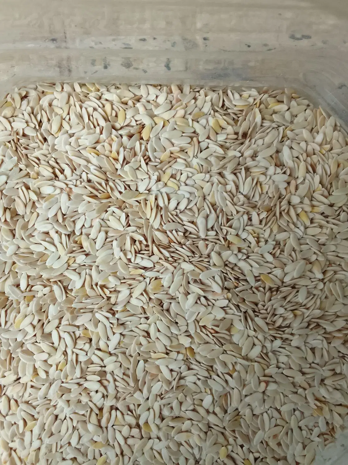 تیوم گرگه|گل و گیاه طبیعی|ایوان, |دیوار