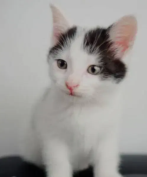 واگذاری گربه|گربه|مشهد, هنرور|دیوار