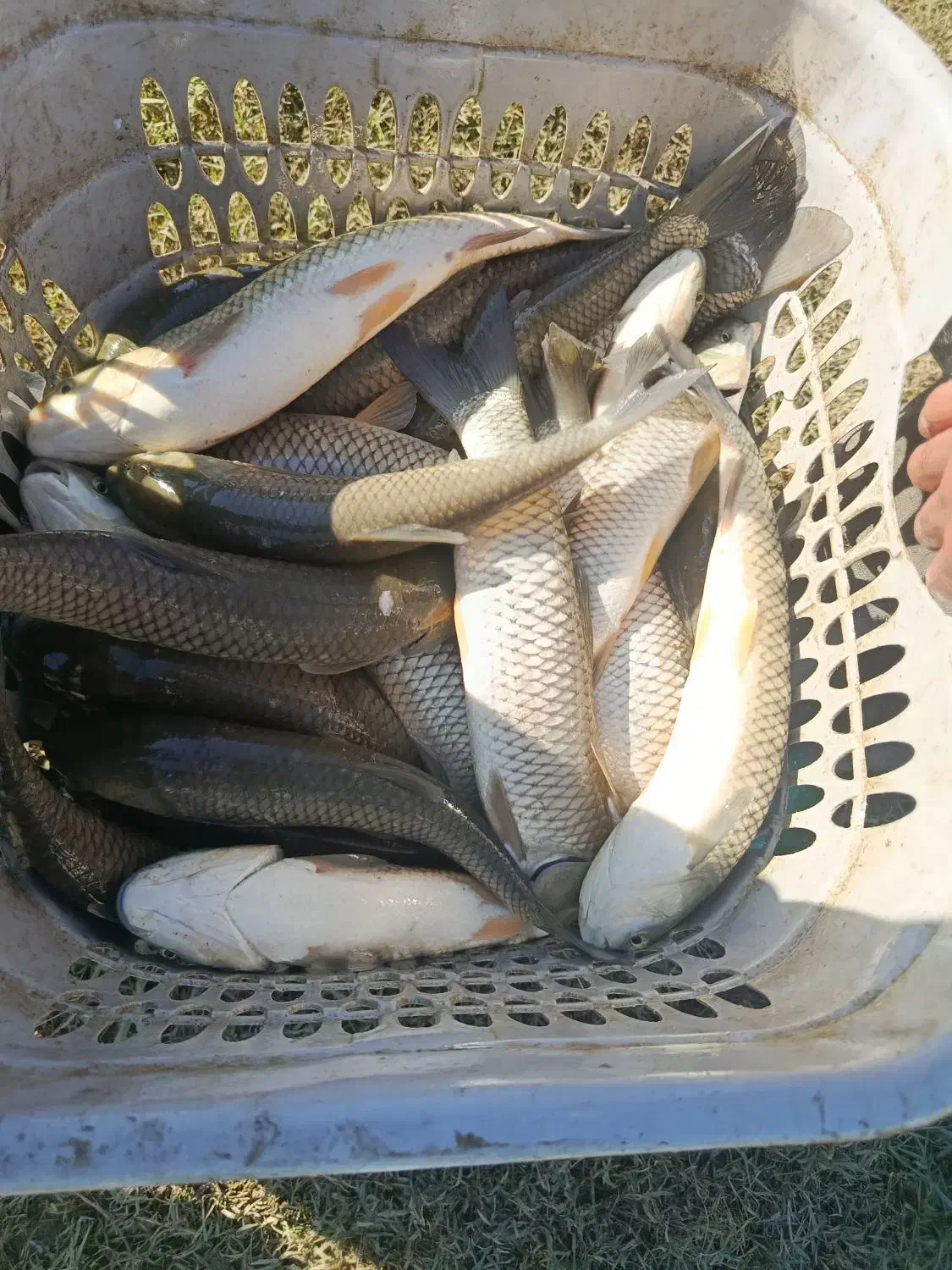 خرید و فروش ماهی و بچه ماهی کپور و آمور|ماهی|قصرشیرین, |دیوار