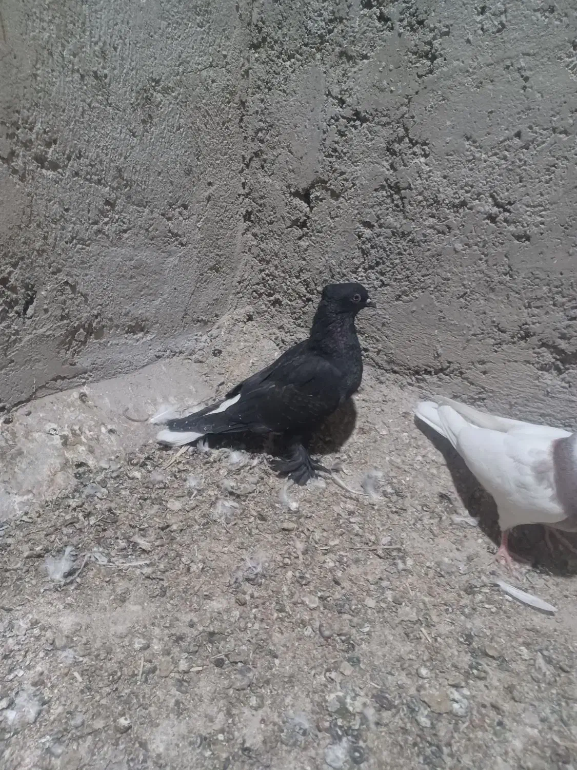 کفتر یا کبوتر دم سفید|پرنده|شیراز, نصرآباد|دیوار
