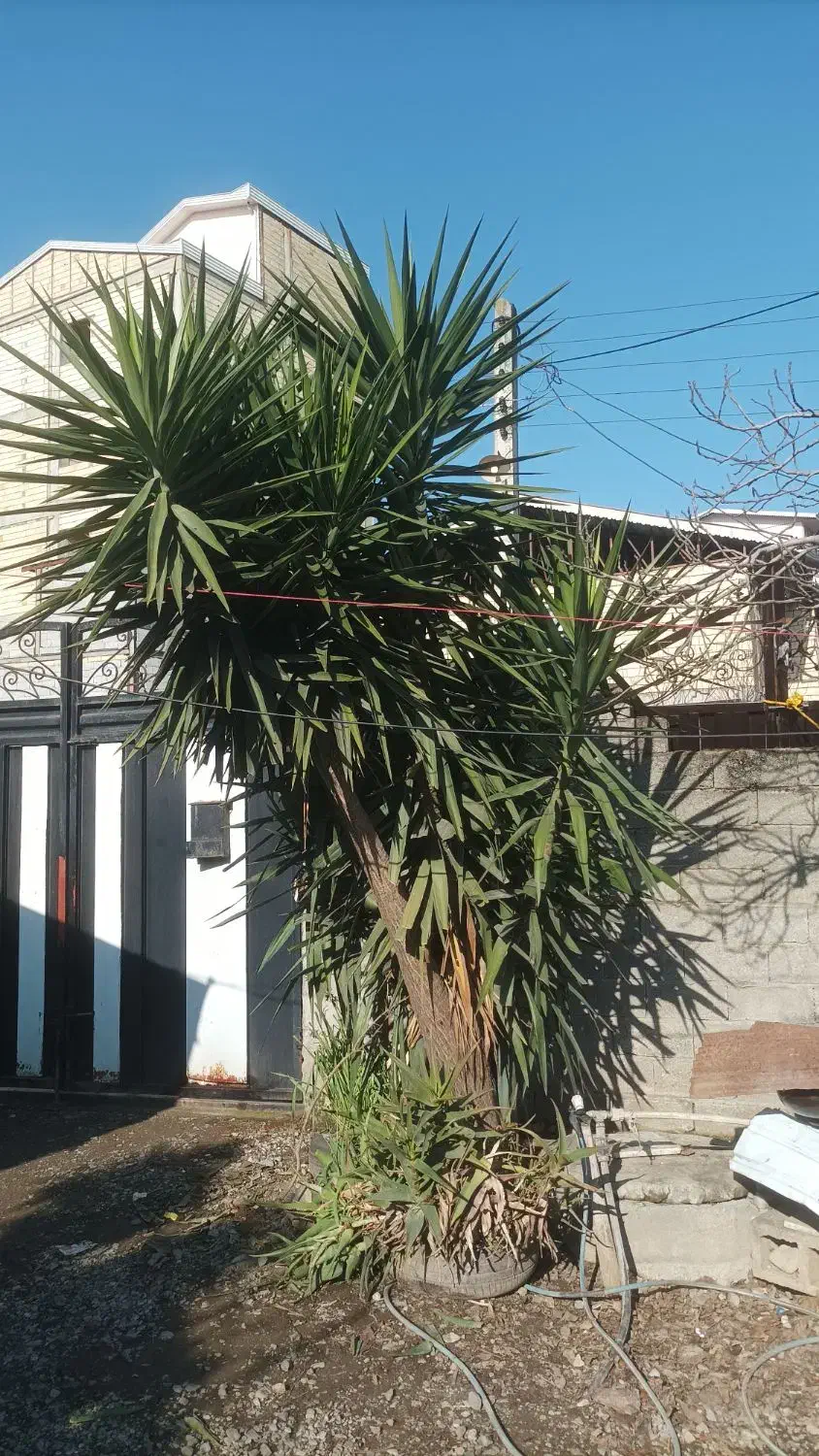 گل یوکا|گل و گیاه طبیعی|تالش, هشتپر|دیوار