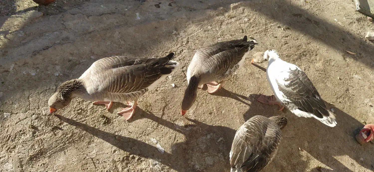 غاز مرغ ابی|پرنده|زابل, |دیوار