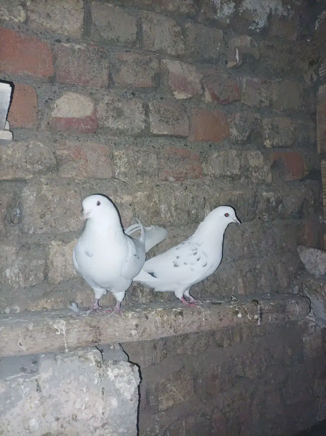 کبوتر خال سرور|پرنده|ساوه, |دیوار