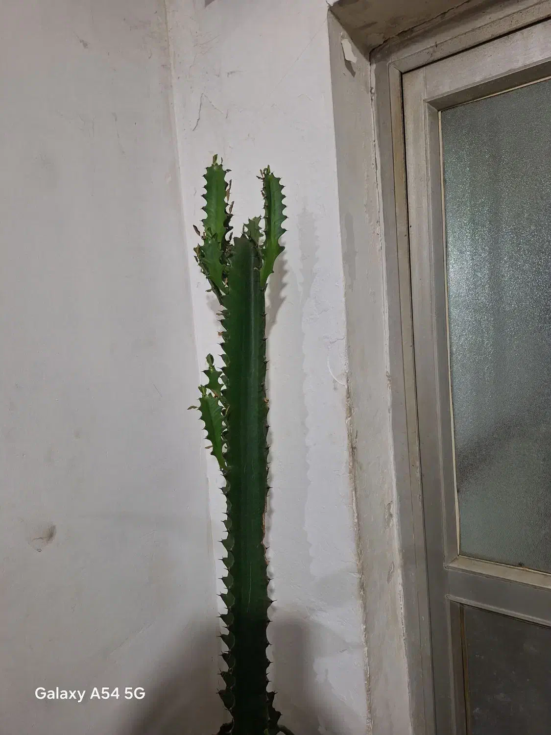 کاکتوس ۱نیم قدش فیکوس ۱ متری|گل و گیاه طبیعی|رشت, جهاد|دیوار