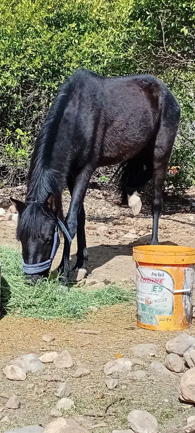 اسب|اسب و تجهیزات اسب‌سواری|دوگنبدان, |دیوار