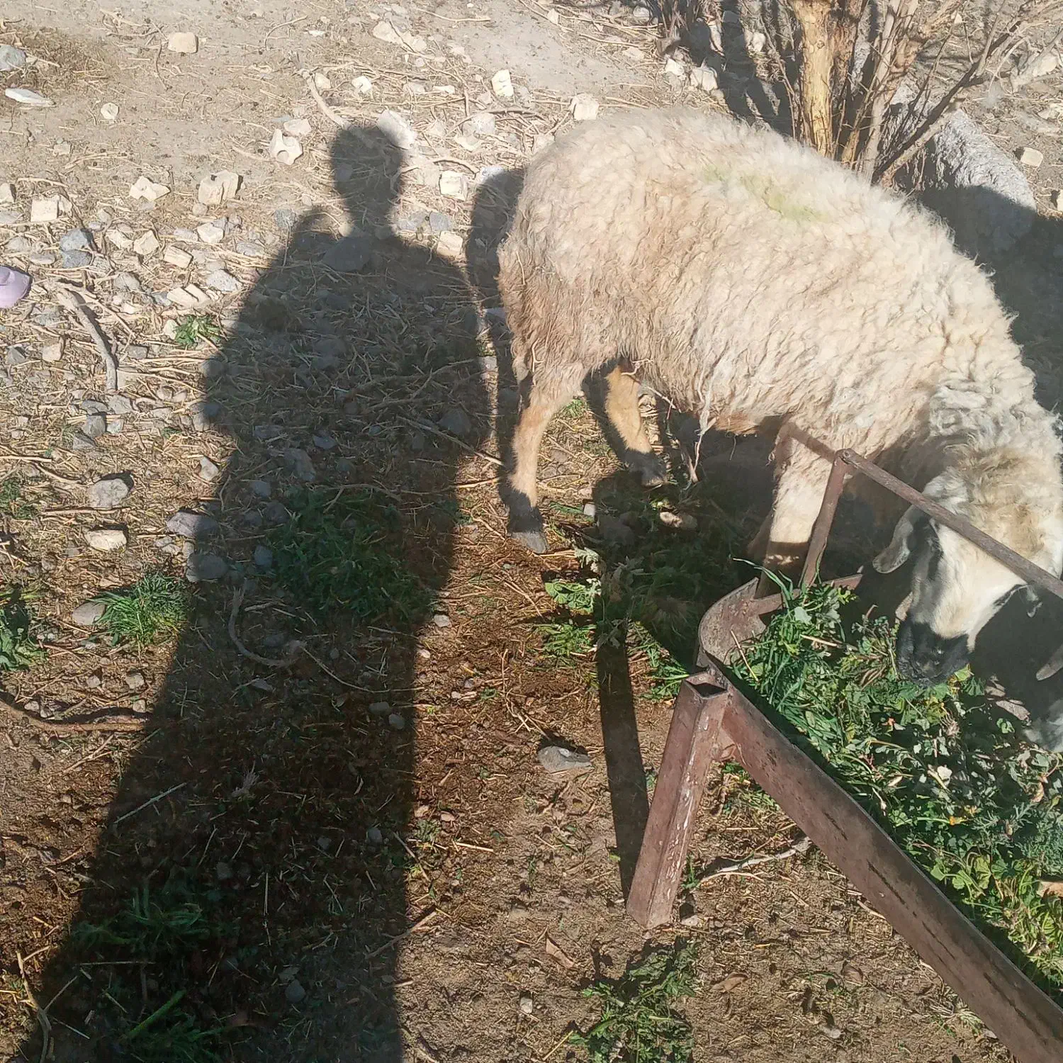 میش اوست|حیوانات مزرعه|کشکوئیه, |دیوار