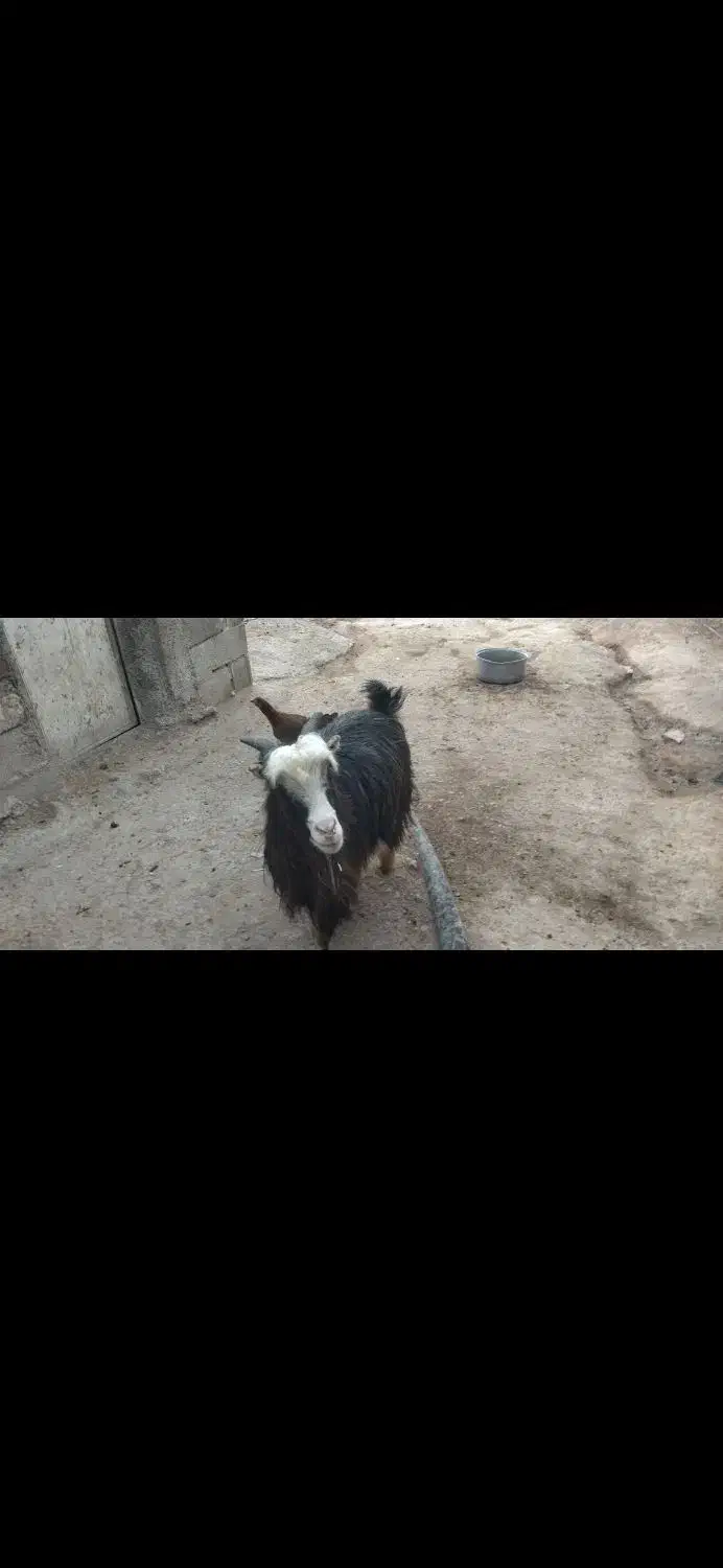 بز فروشی|حیوانات مزرعه|ثلاث باباجانی, |دیوار