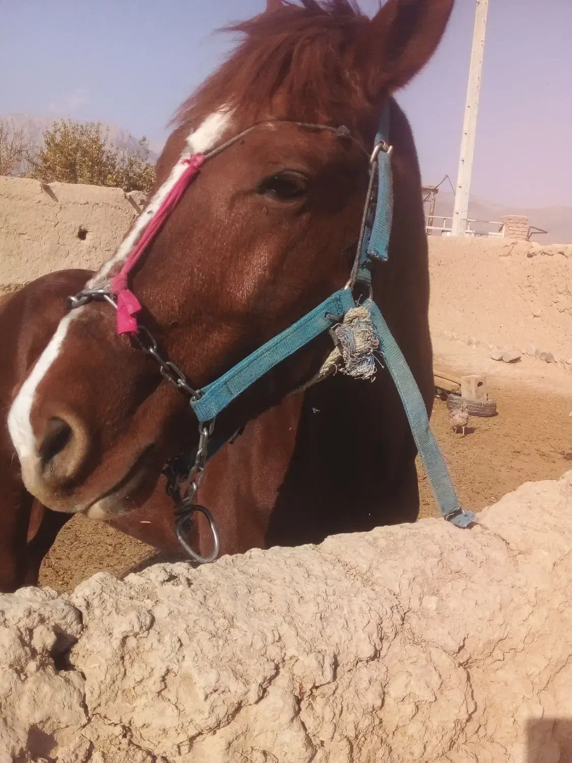 اسب درجه یک چابک|اسب و تجهیزات اسبسواری|بجنورد, |دیوار