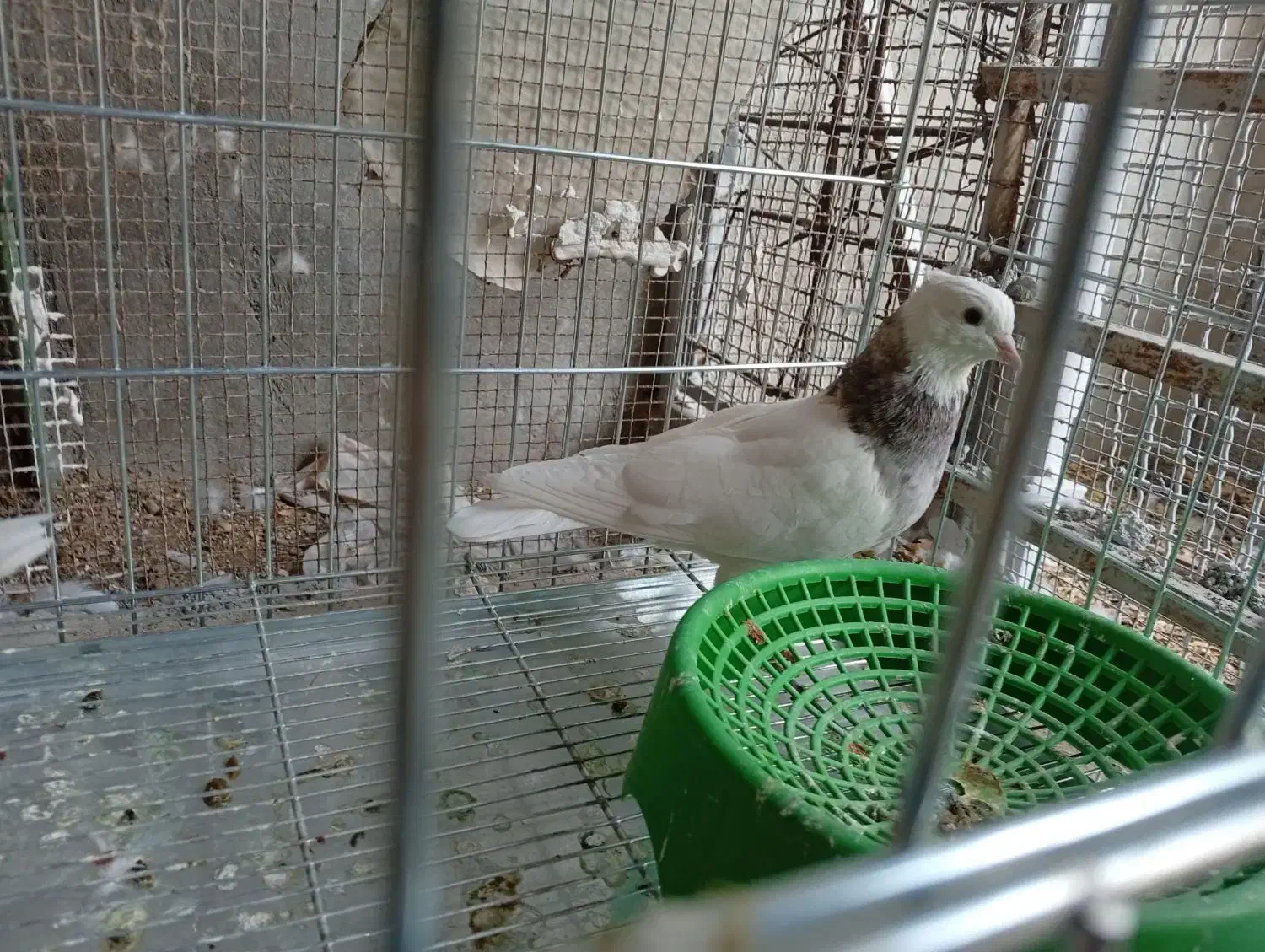 جفت طوقی اصیل|پرنده|خورموج, |دیوار