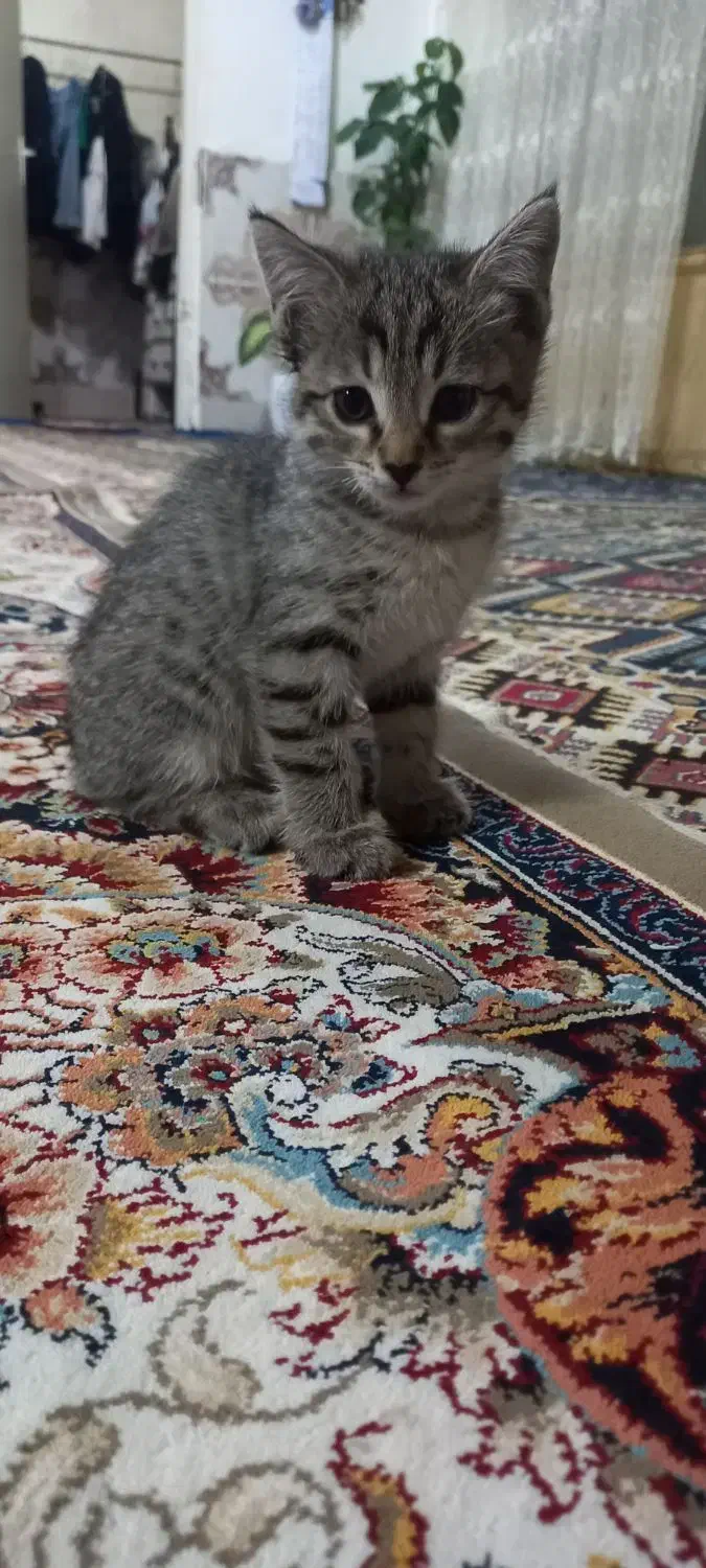 واگذاری|گربه|قزوین, |دیوار