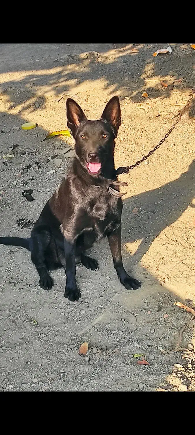 سگ مالینیوز|سگ|کهنوج, |دیوار