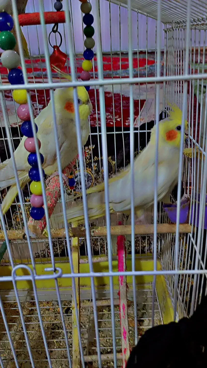 عروس هلندی|پرنده|بناب, |دیوار