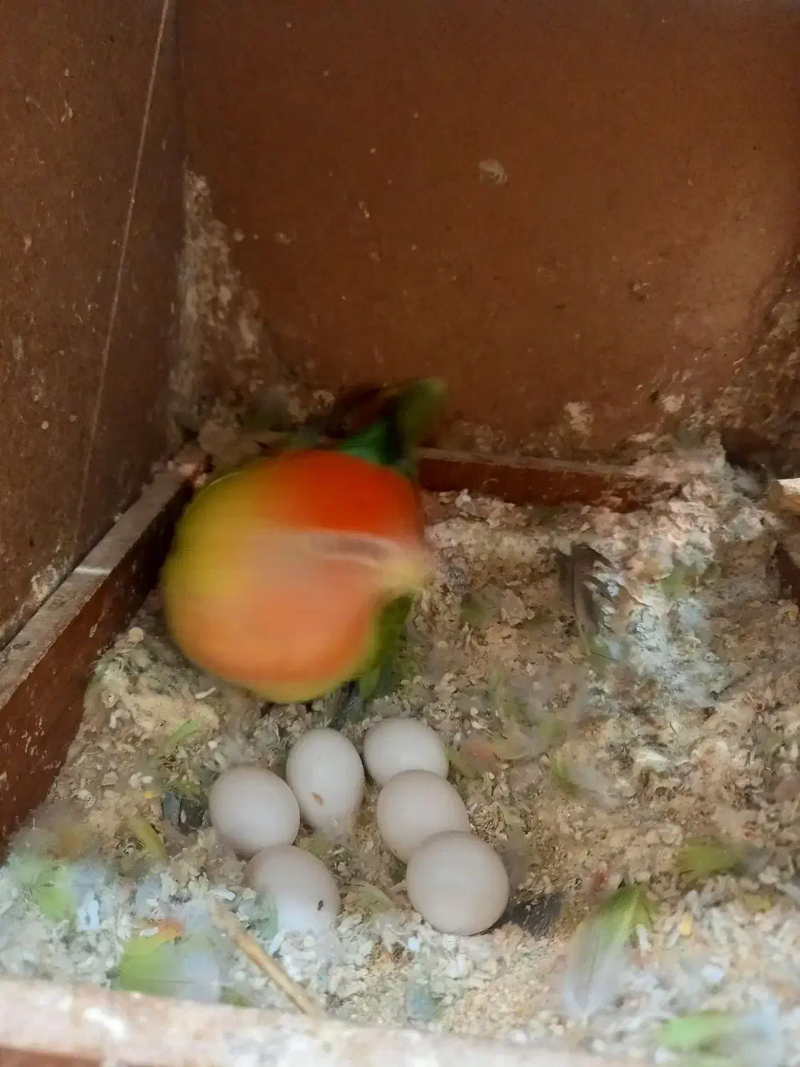 برزیلی ماده|پرنده|تاکستان, |دیوار