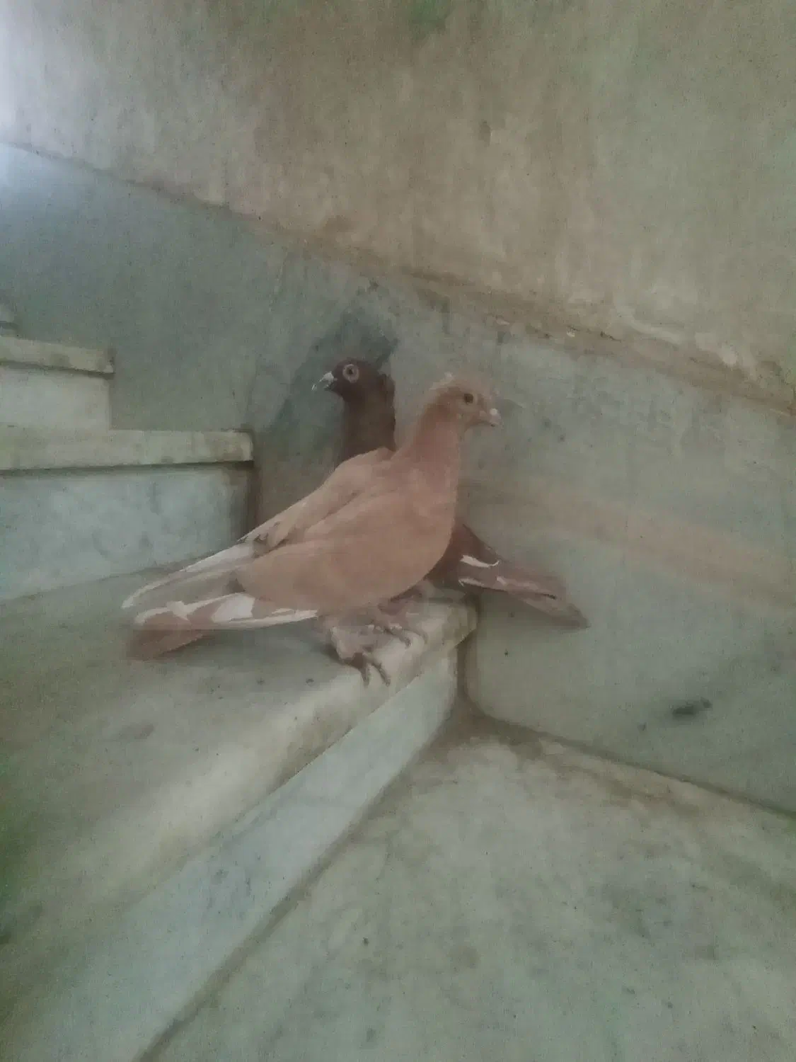 سرخ دمرخ ضمانت پرش سرخ کاکل مینا زردم|پرنده|زاهدان, |دیوار