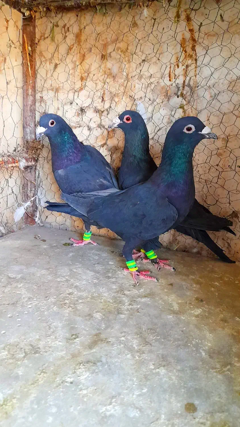 سوسکی زاغ سار پلنگ کرمونی دمسفیدشاخدارساده شیرازی|پرنده|تربتحیدریه, یحیی آباد|دیوار