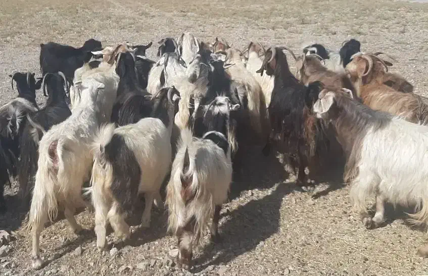 بز جوان آبستن ۲۰ راس|حیوانات مزرعه|اهر, |دیوار