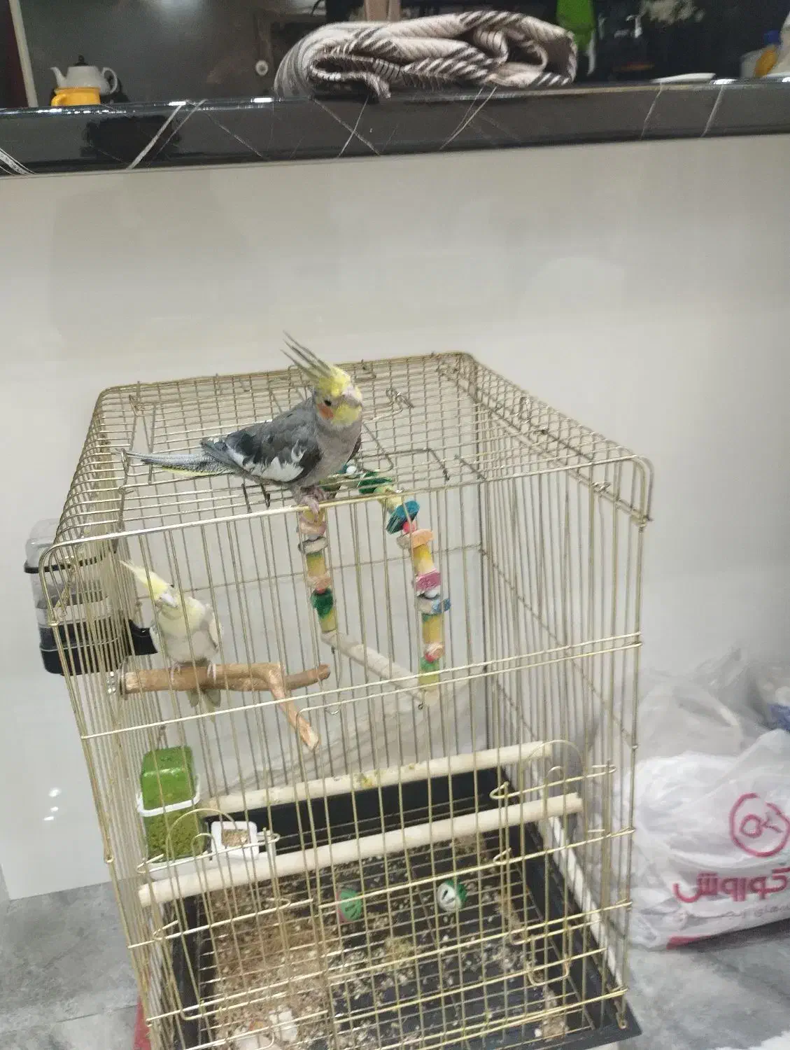 دو عروس هلندی نر سخنگو|پرنده|ری, ظهیرآباد|دیوار