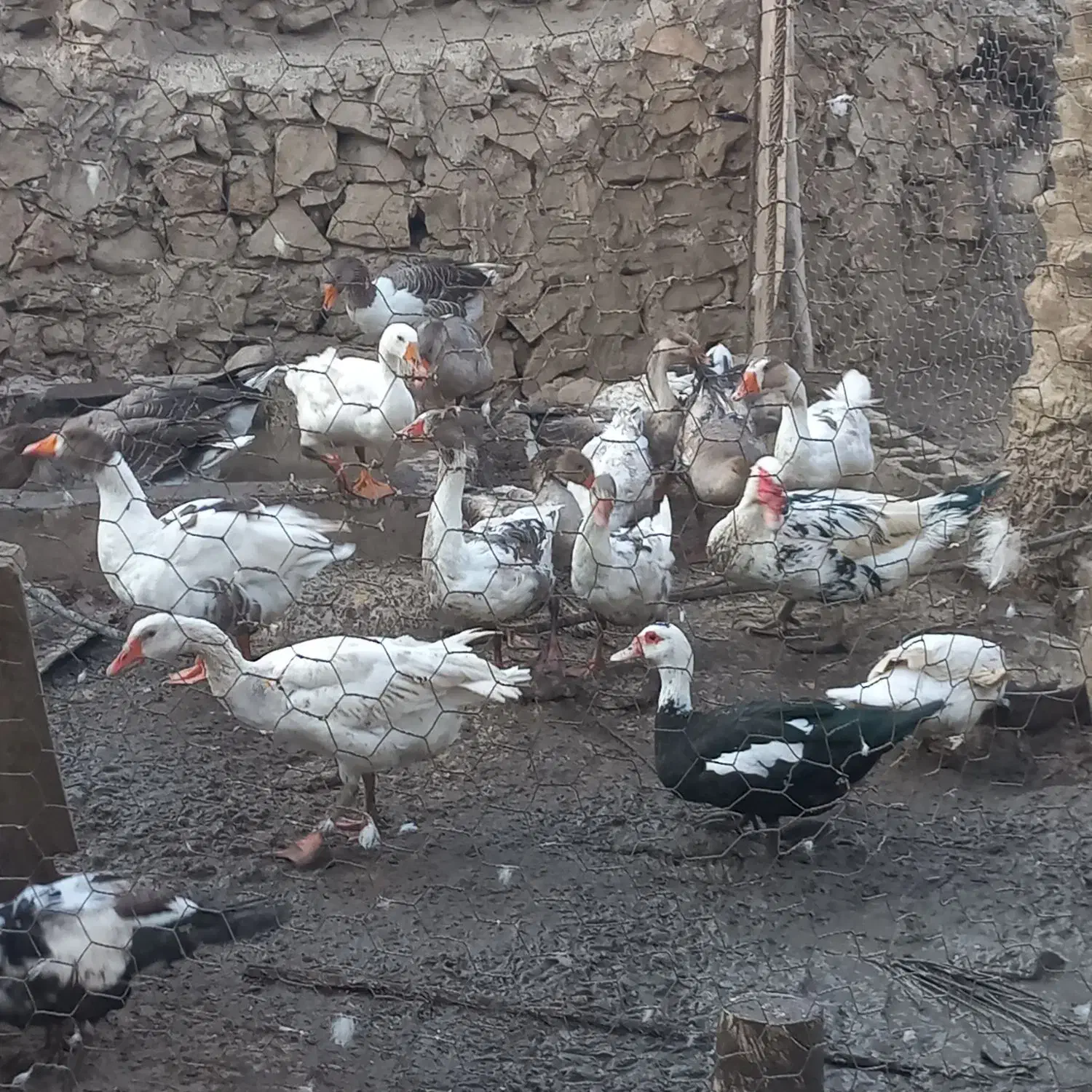 غاز محلی|حیوانات مزرعه|خشت, |دیوار