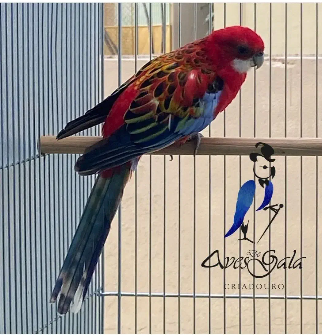 طوطی رزیلا شکیلا|پرنده|آستارا, |دیوار