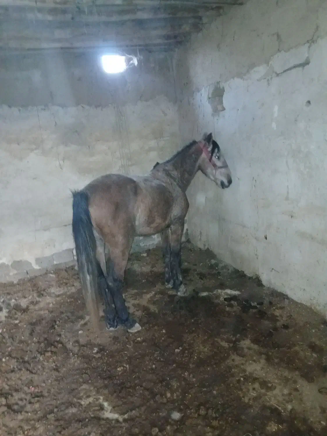 اسب کورد جفت زن|اسب و تجهیزات اسبسواری|نوشین شهر, |دیوار