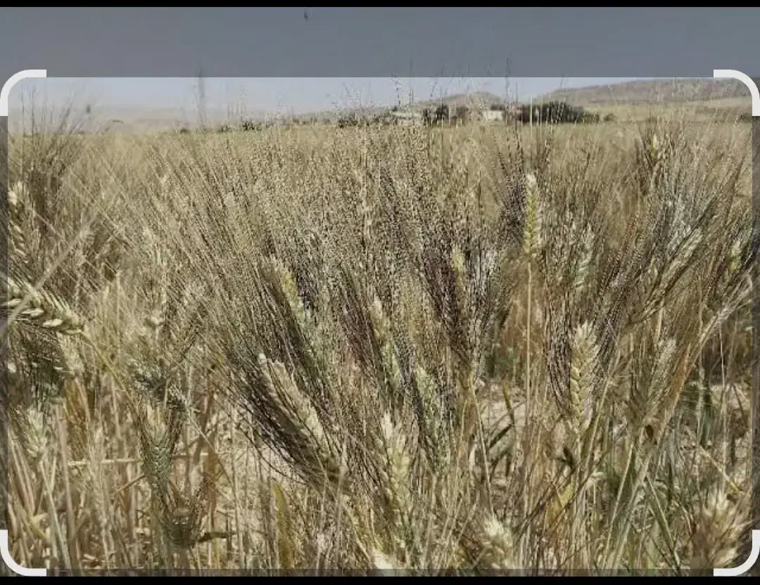 گندم شبرنگ بوجار شده و سم زده|عمدهفروشی|کوهدشت, |دیوار