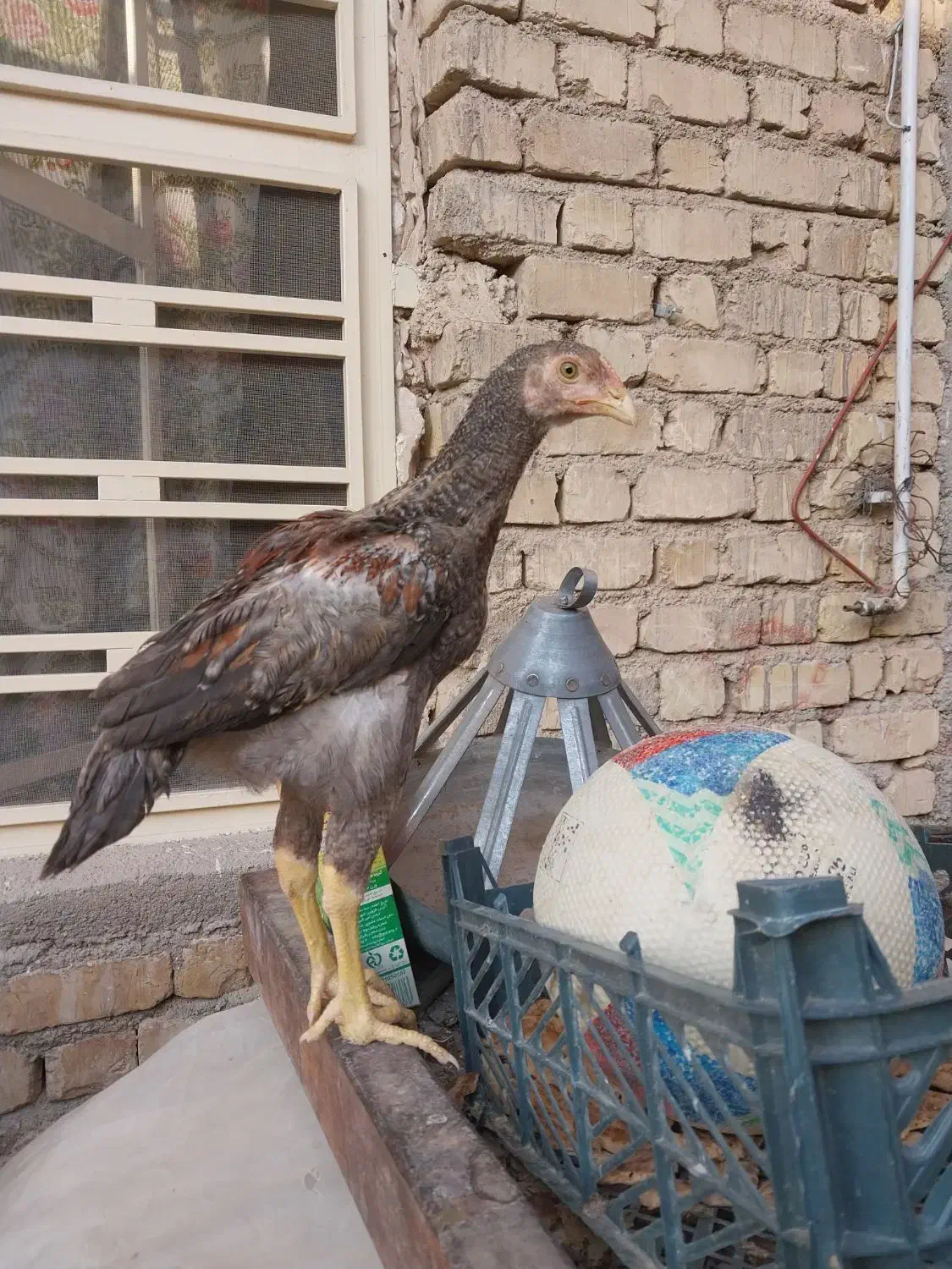 جوجه لاری|حیوانات مزرعه|شیراز, کرونی(خاتونک)|دیوار