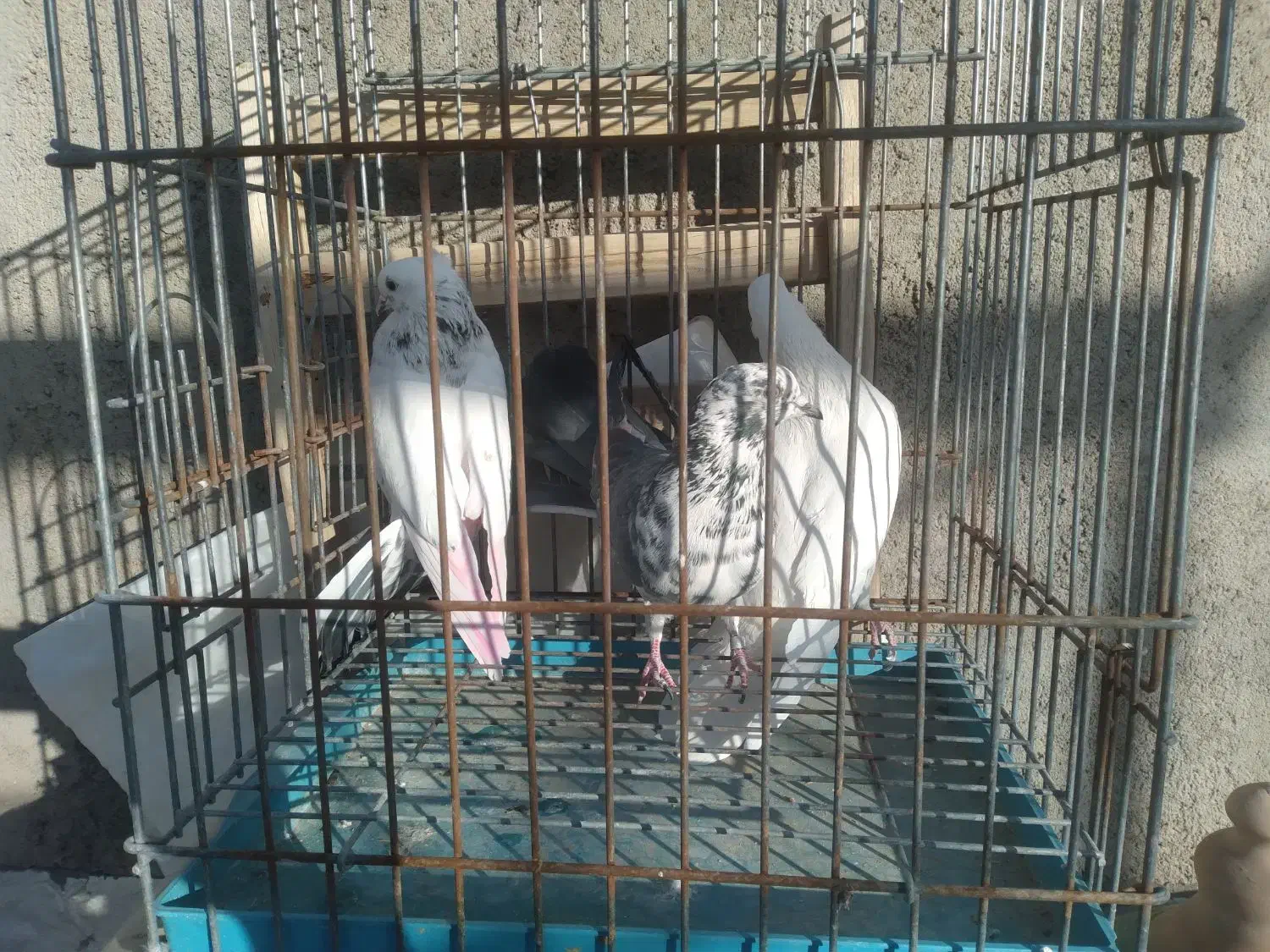 کفتر پرشی|پرنده|قم, ناصردیوان|دیوار