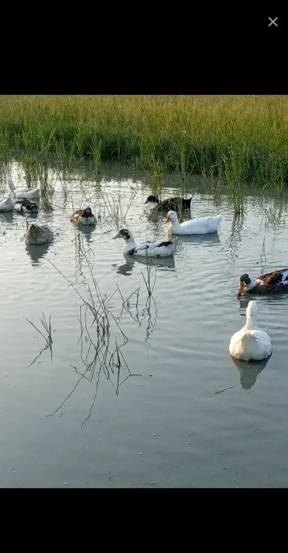 اردک گوشتی|حیوانات مزرعه|رشت, پسیخان|دیوار