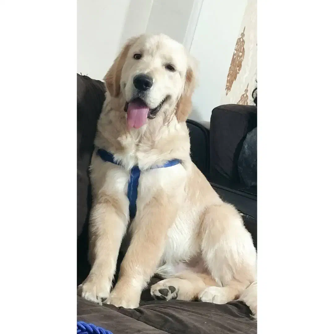 گلدن ۱۰ ماهه نر خانگی|سگ|تهران, جنت‌آباد مرکزی|دیوار