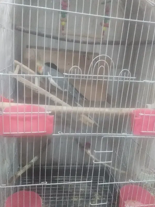 یک جفت عروس هلندی|پرنده|دهگلان, |دیوار