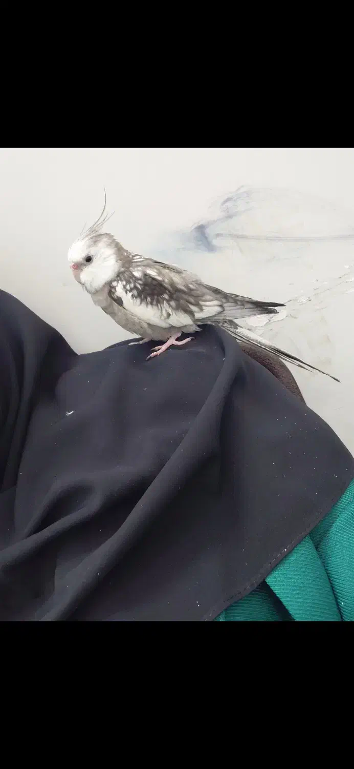 عروس هلندی گمشده|حیوانات|اصفهان, سیچان|دیوار