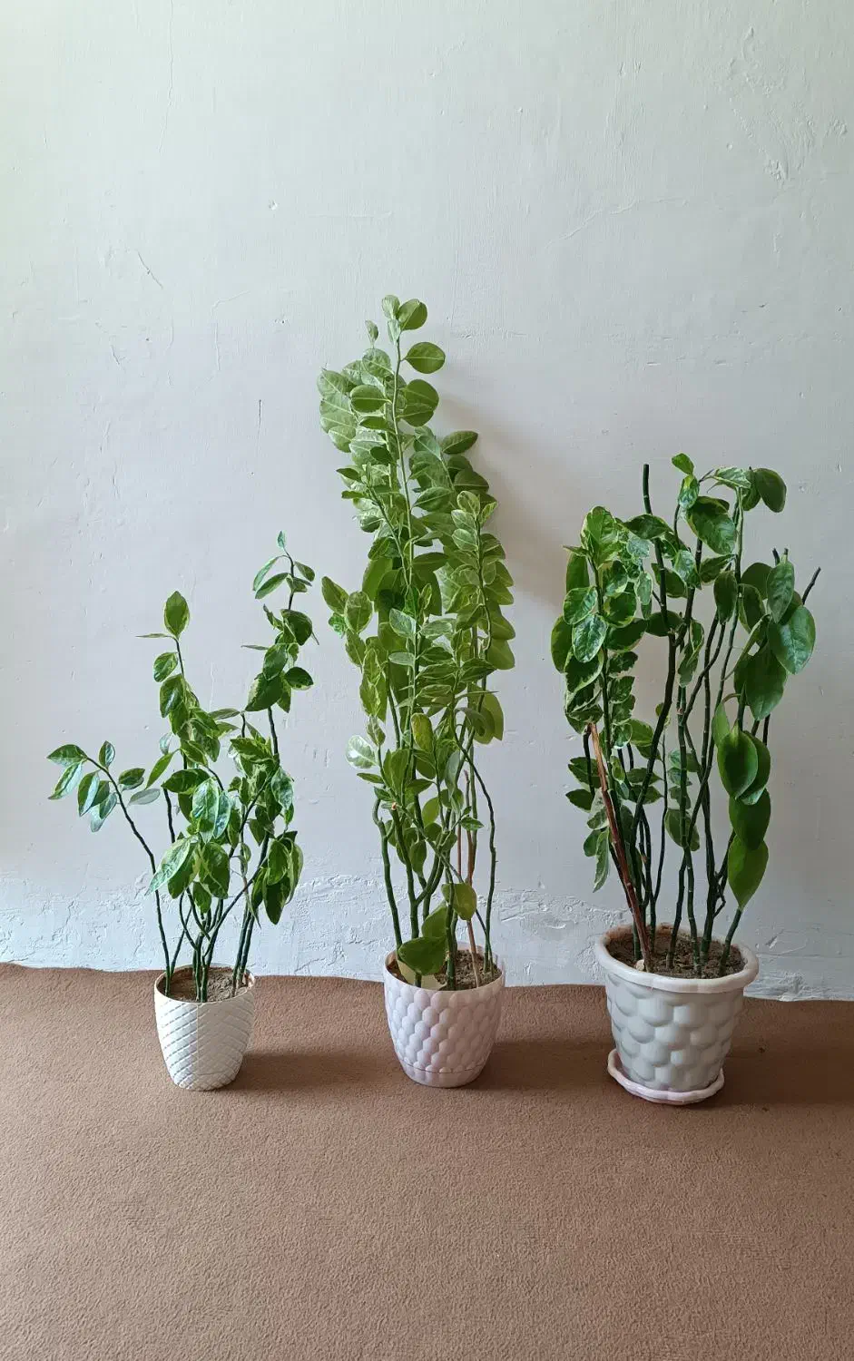 گل طبیعی|گل و گیاه طبیعی|صحنه, |دیوار